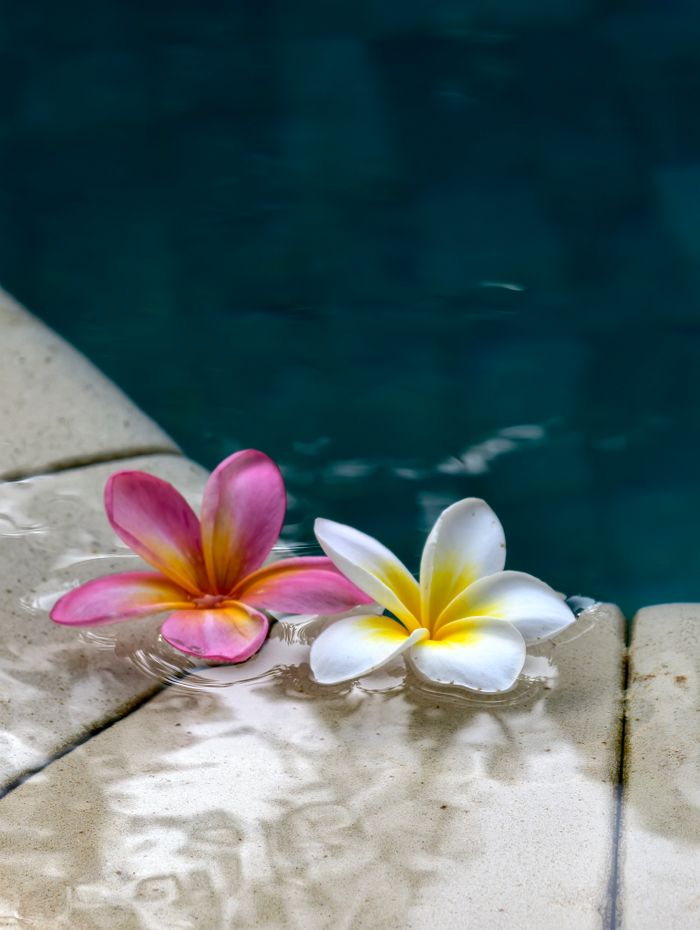 Colorful frangipani flowers floating on pool water in Bali, evoking a tropical paradise.